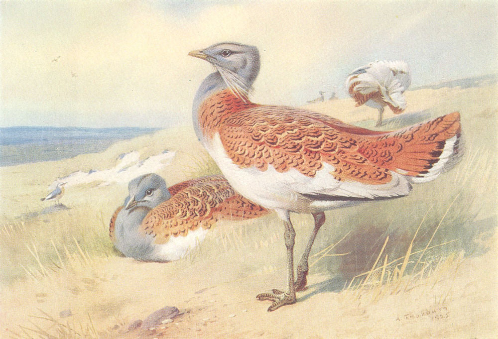 BRITISH BIRDS. Great Bustard (male and female) . THORBURN 1926 old print